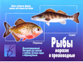 Демонстрационный материал "Рыбы морские и пресноводные" (остатки)