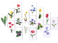 Набор магнитных карточек "Загадки-отрицания". Цветы.